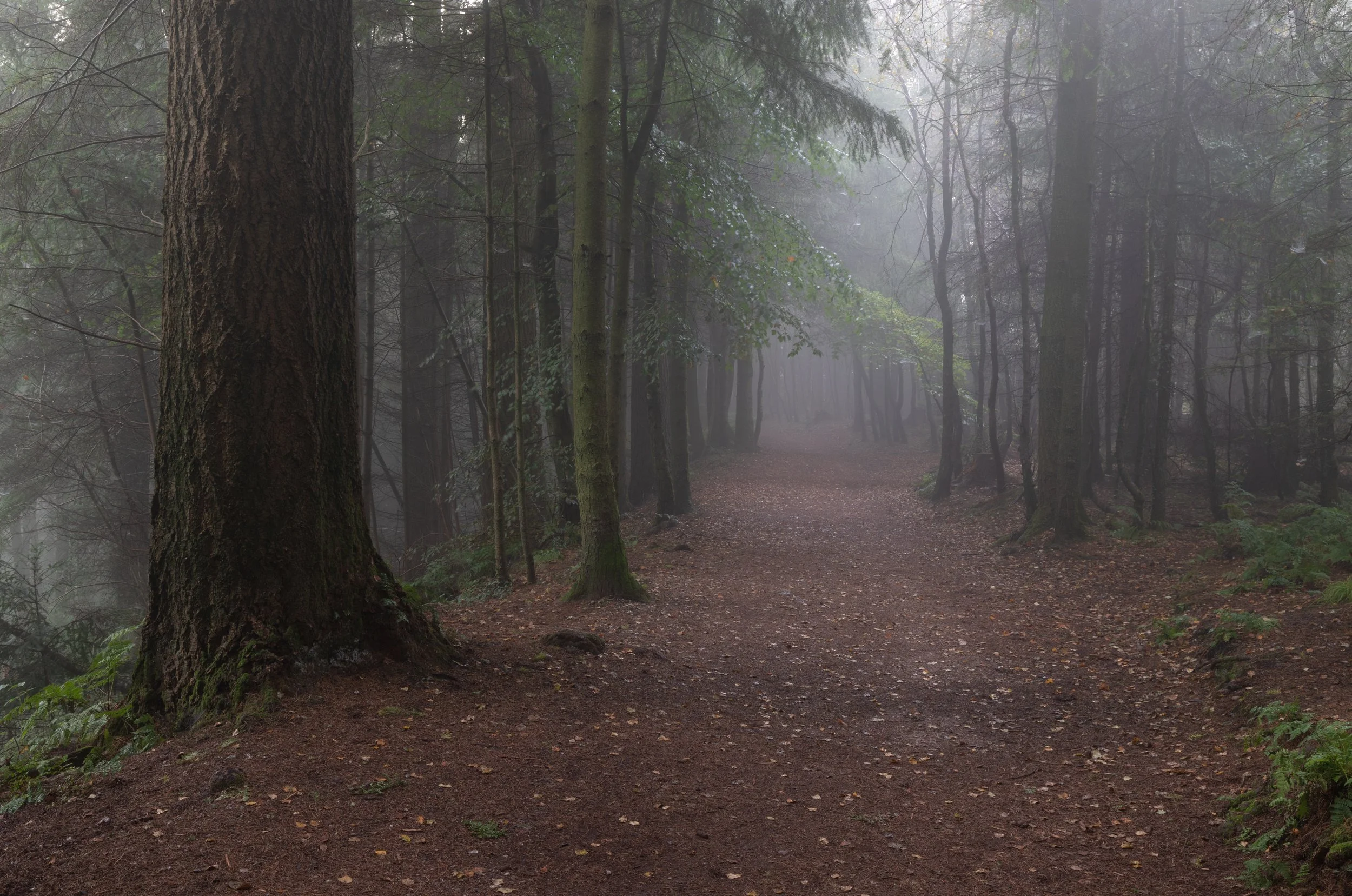 Haldon Forest