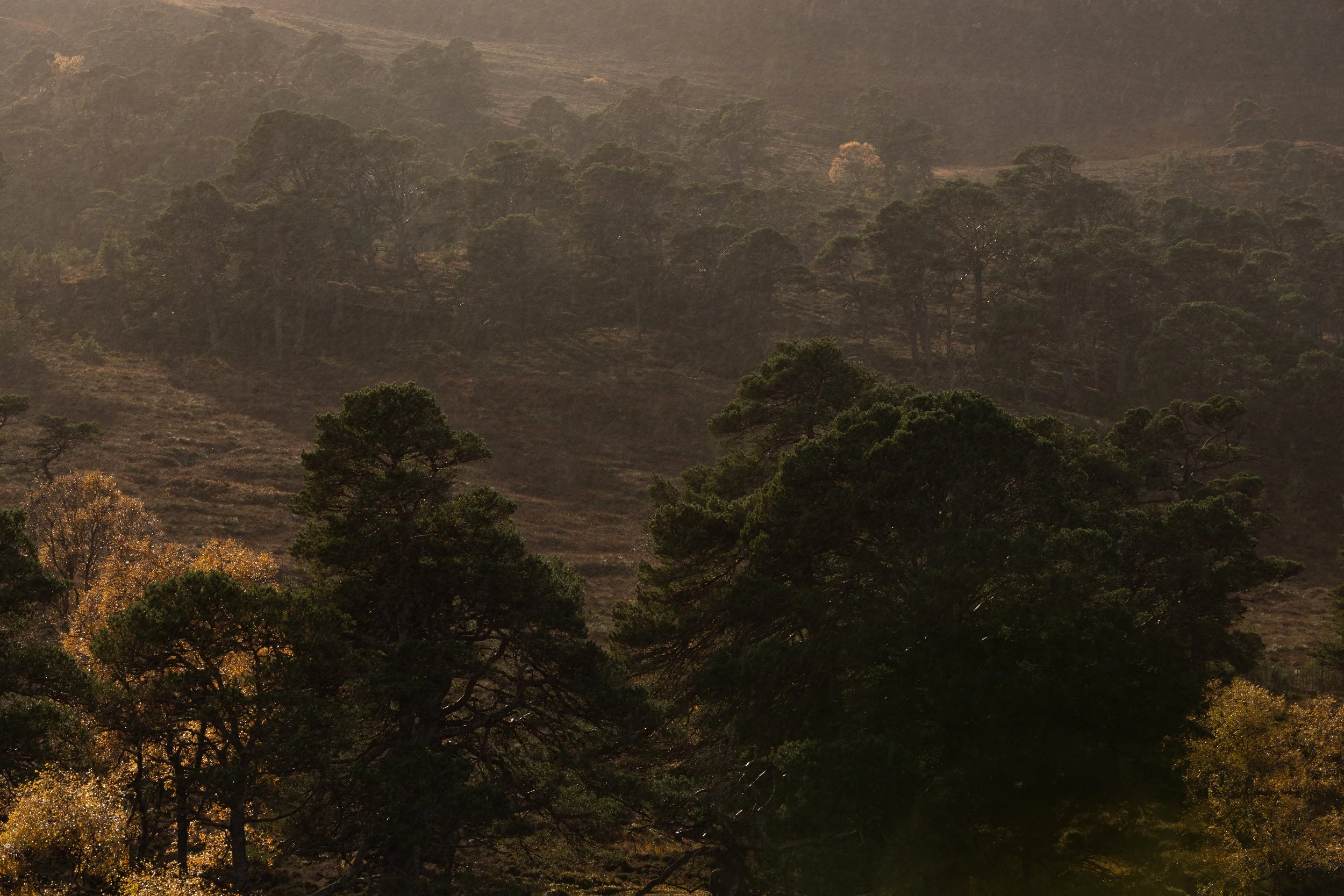 light and rain trees.jpg