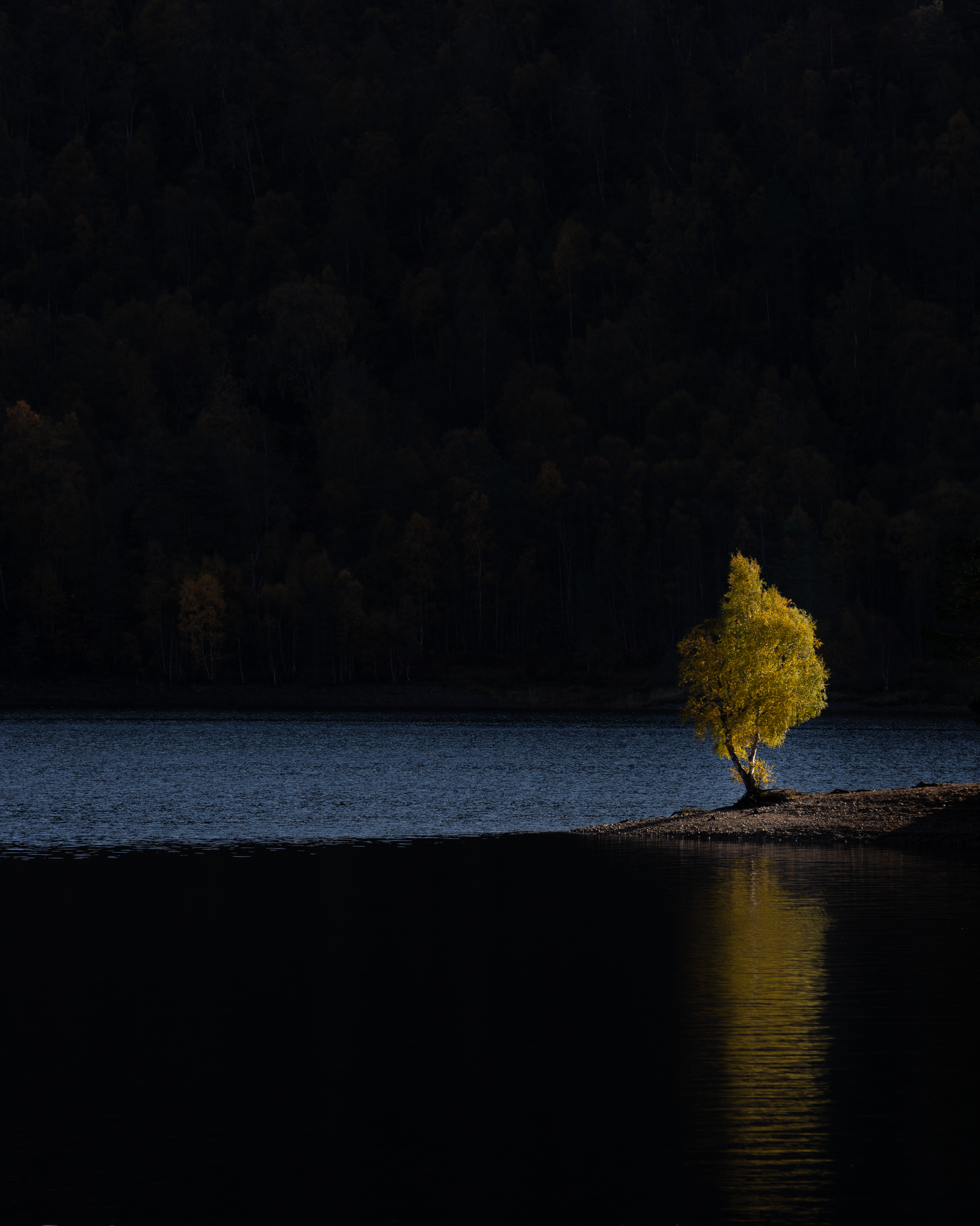 luminated tree sq.png