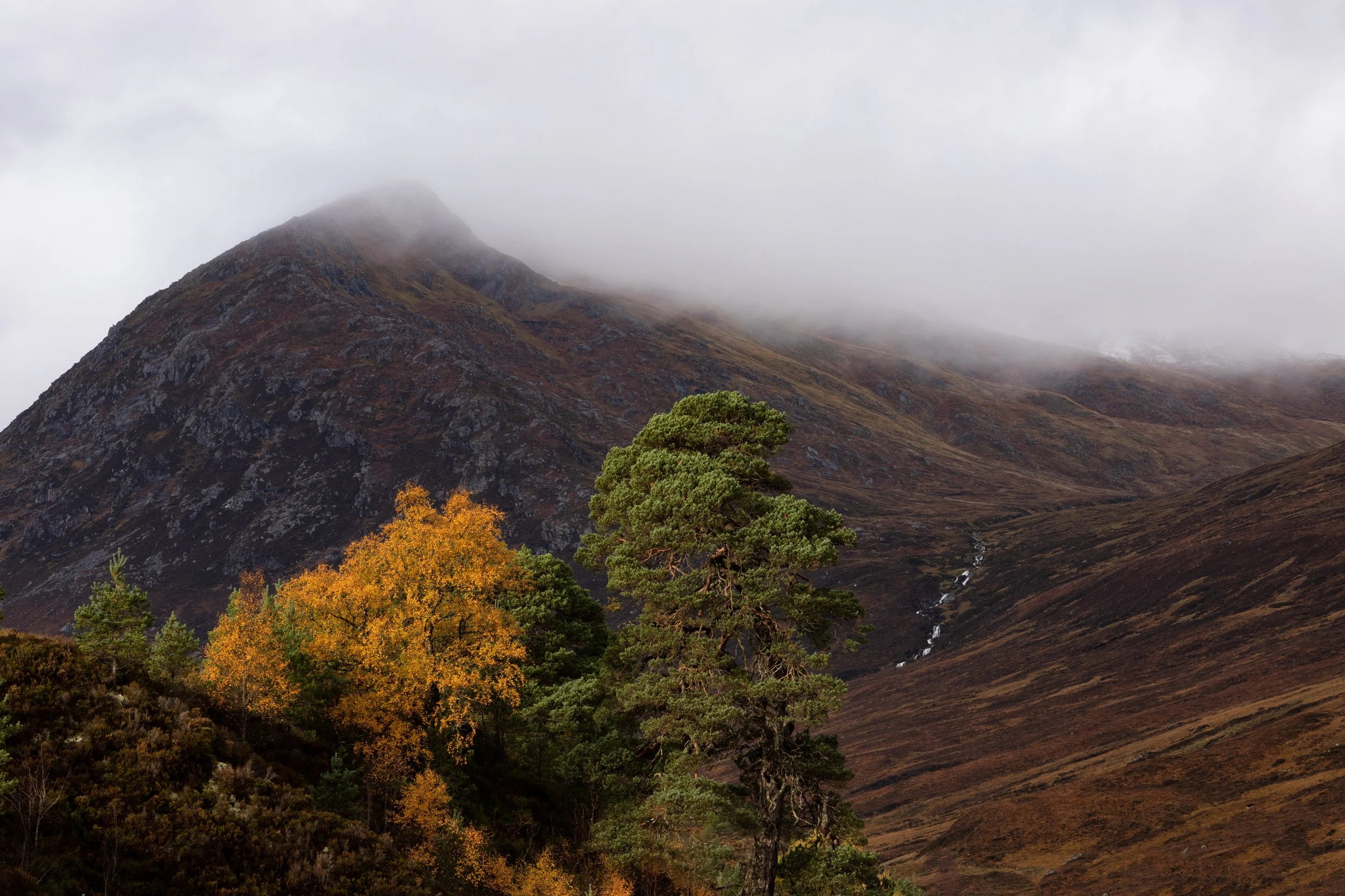 tree and mountain in the backround.jpg