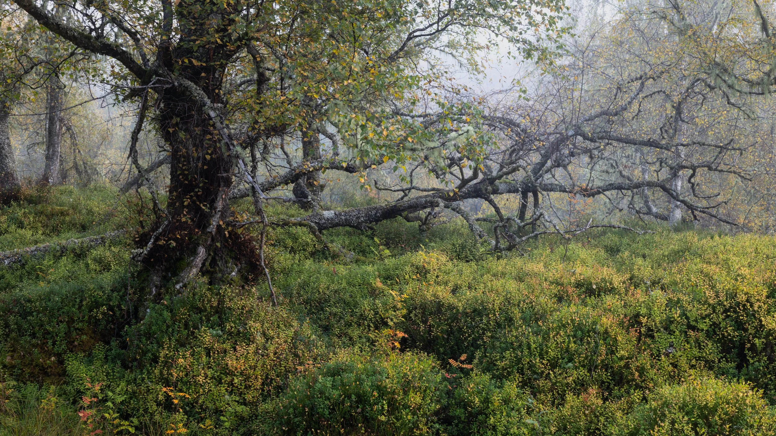 Glen Affric