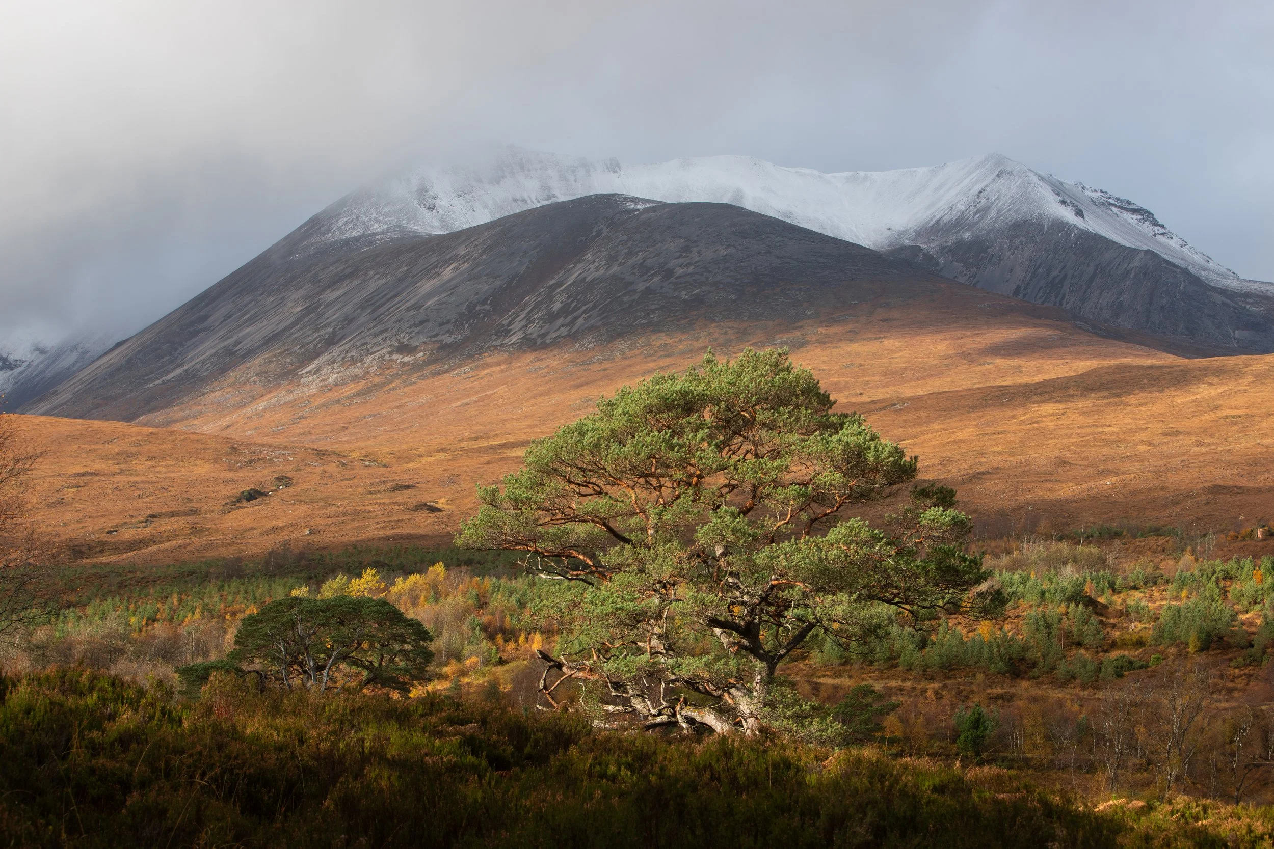 tree and mountain.jpg