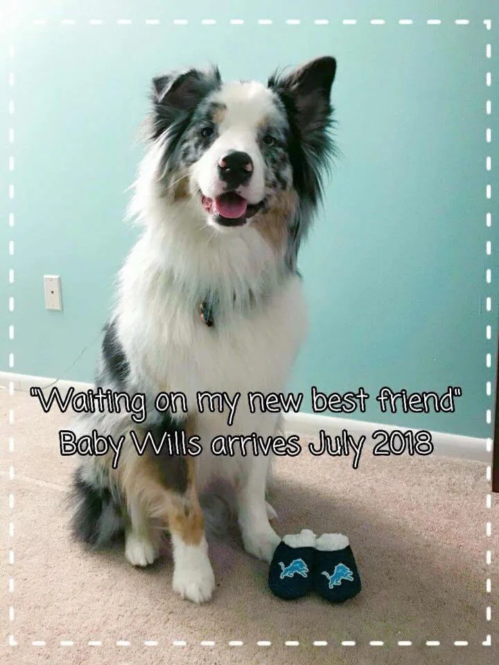 Our first fur baby, Hemsworth, announces our pregnancy to family and friends.