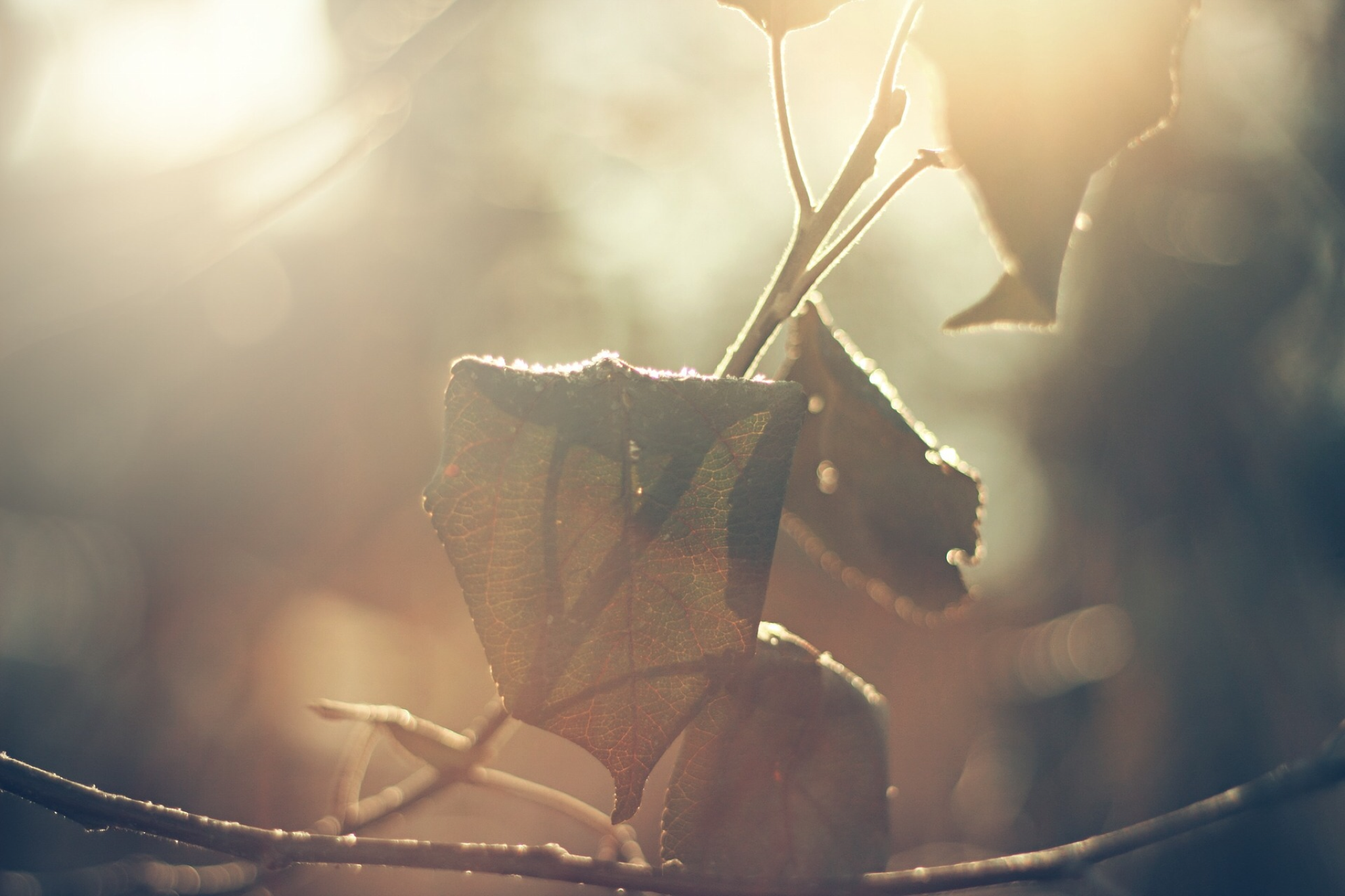 Guest Writer Wednesday: Menopause at 30