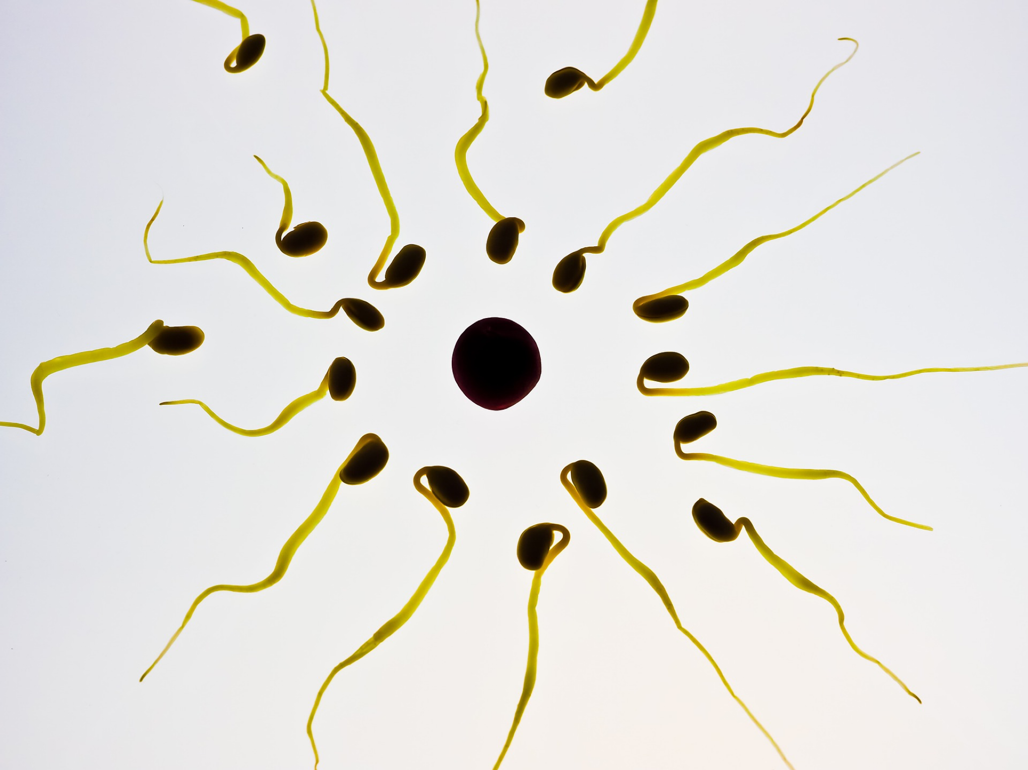 Come Fertility with Us!