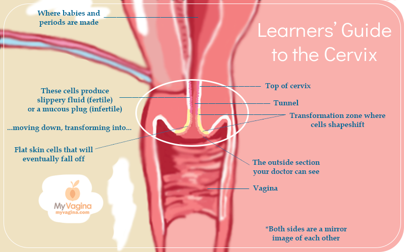 Learn more about your wondrous female anatomy at myvagina.com. Photo source: here.