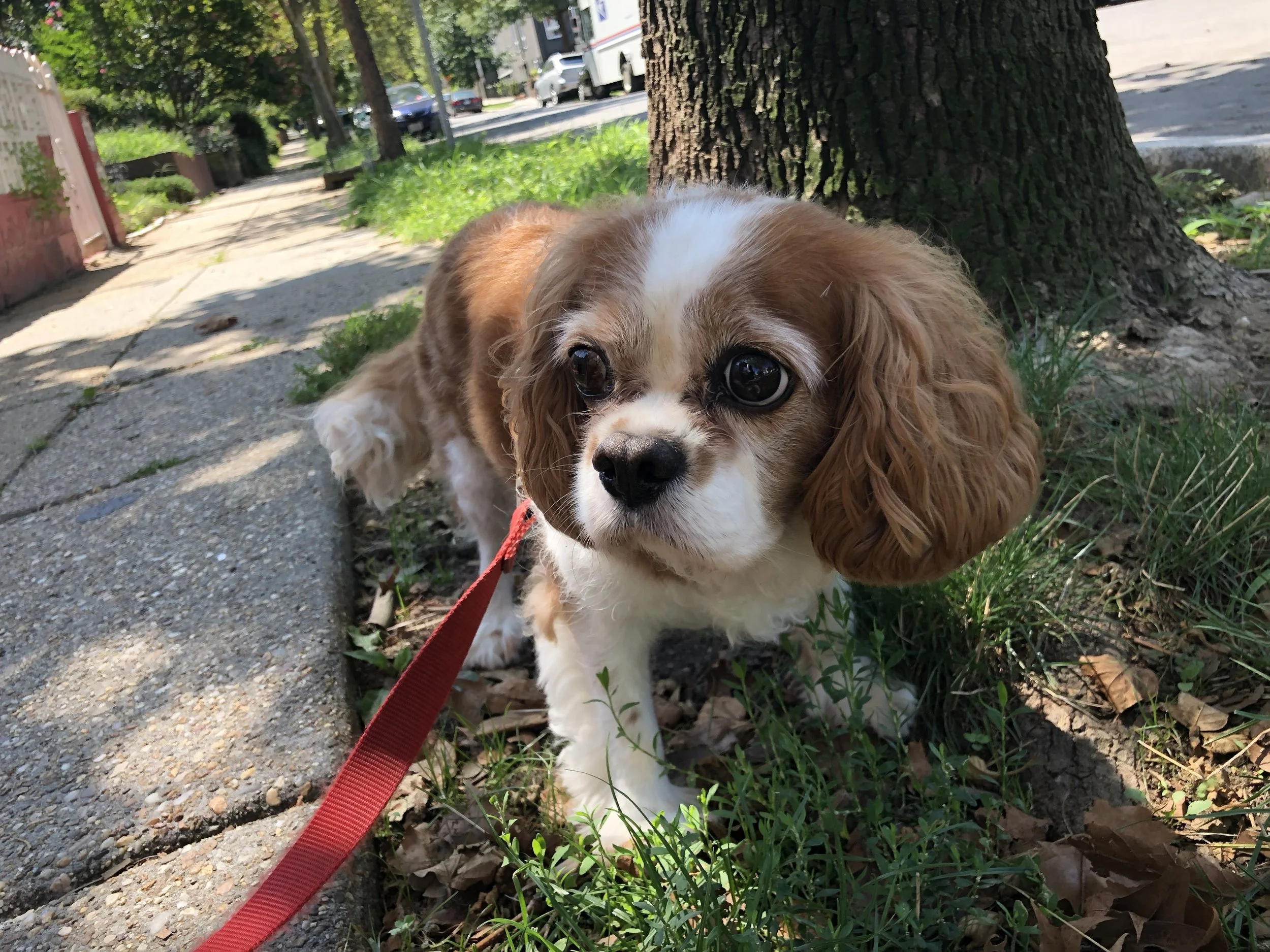 Our favorite dog walking spots in DC