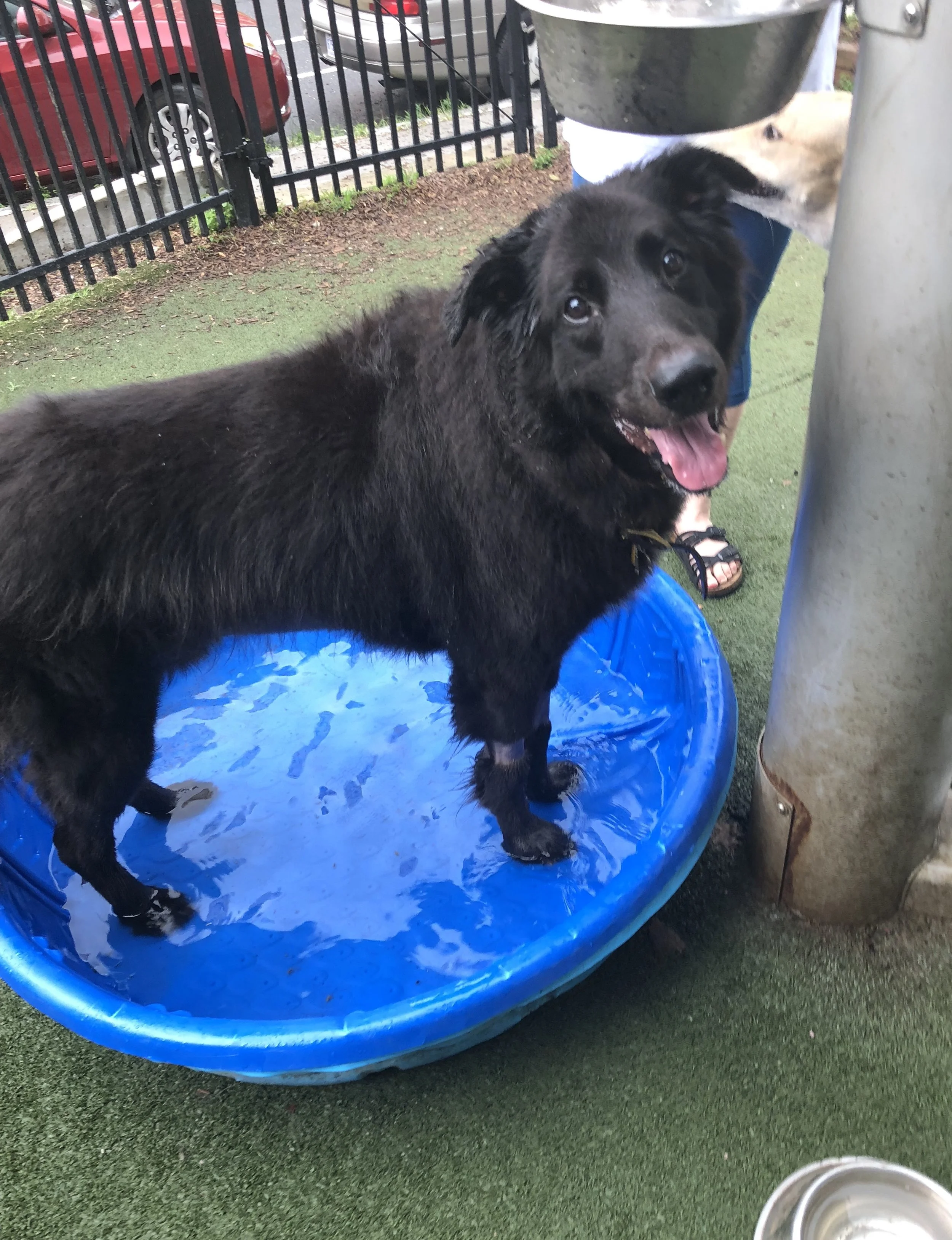 Fun Ways to Beat the Heat with Your Dog!