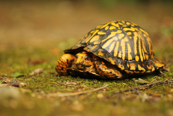 box turtle.jpg