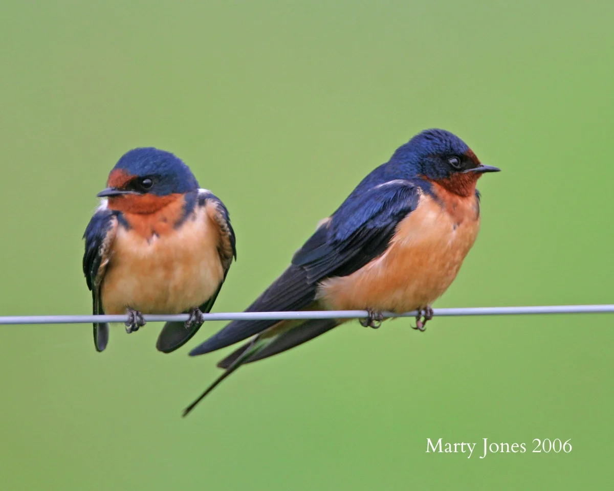 Swallows 3-X2.jpg