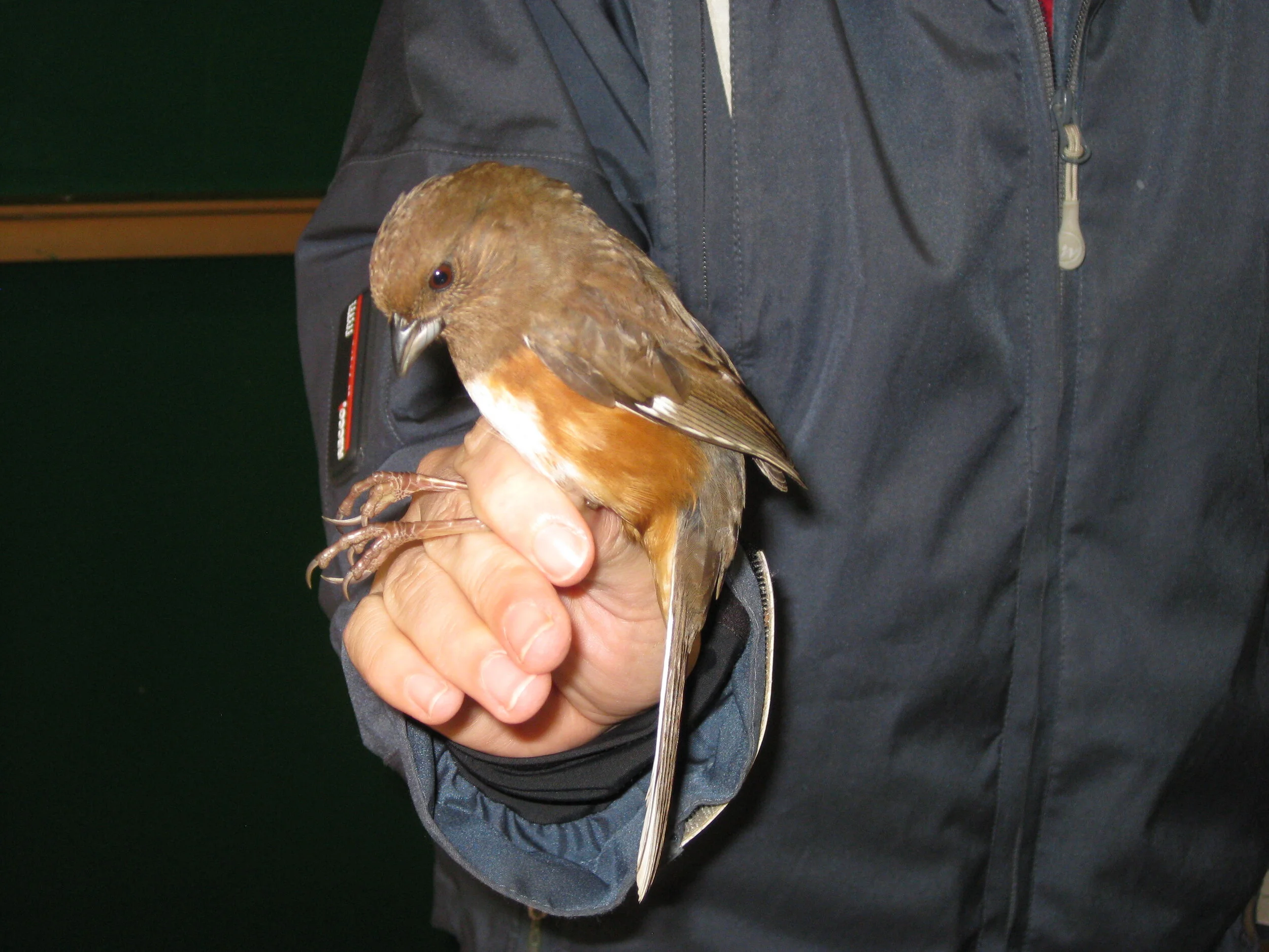 Birding with Wabash Valley Audubon Society - Bird Netting
