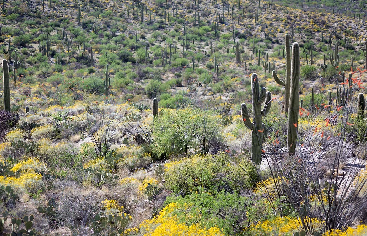 Savory-Simple-Travel-tucson_L6A6867.jpg