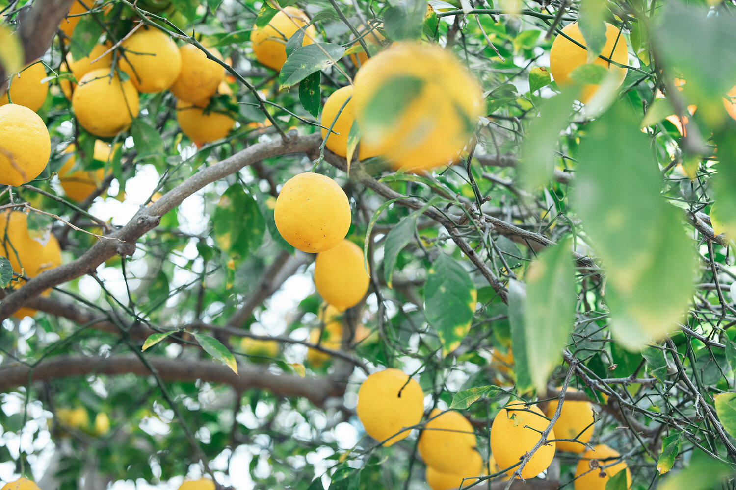 ProduceGood recovered Lemons