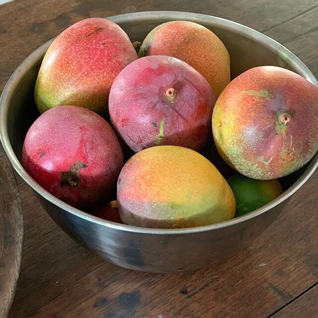 I may not have mangoes on my tree this year but I do have friends who do have trees with mangoes this year! Thanks for setting us up @akriplen. 👍🥭