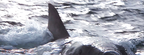 tumblr_nrmxj7c3XT1rp0vkjo1_500.gif