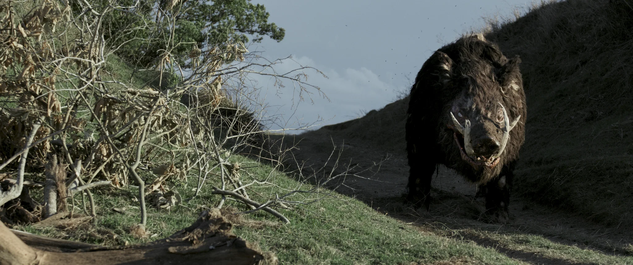 boar.jpg