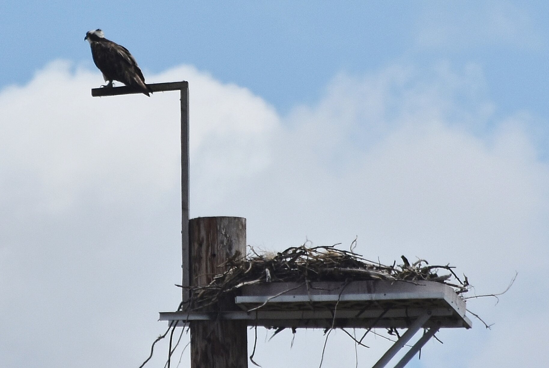 Osprey Chambers Bay.JPG