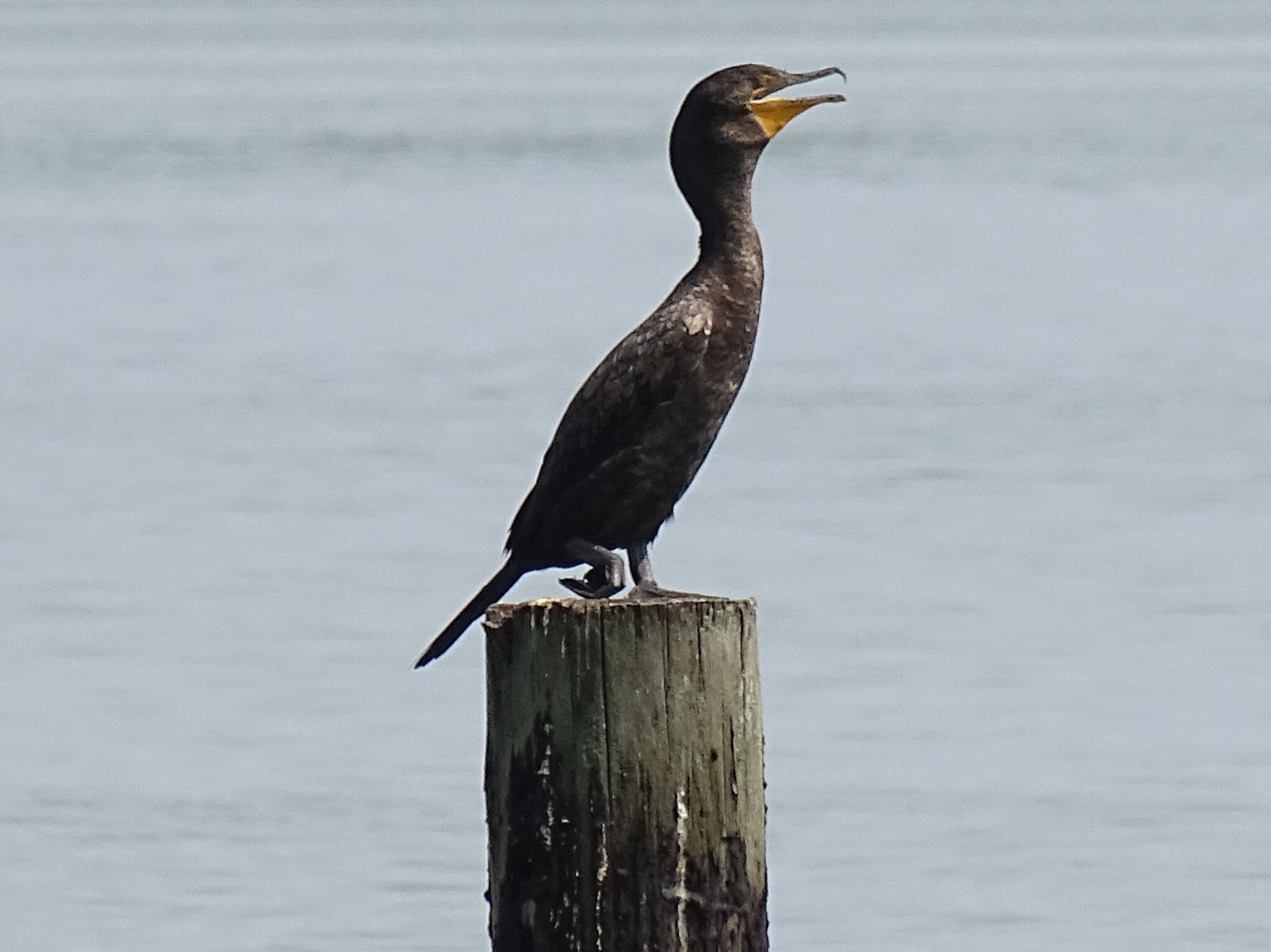 Cormorant 2.JPG