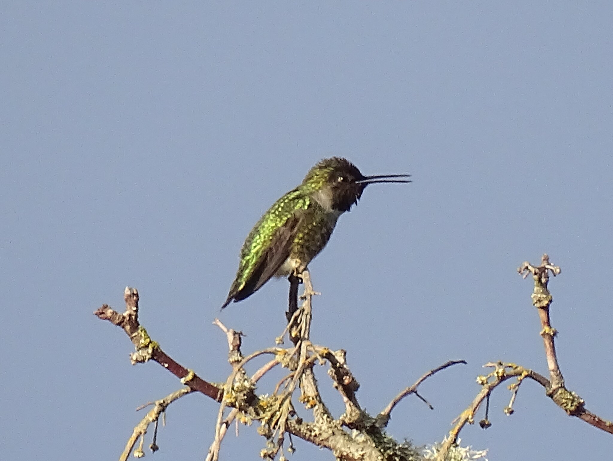 Anna's Hummingbird2.JPG