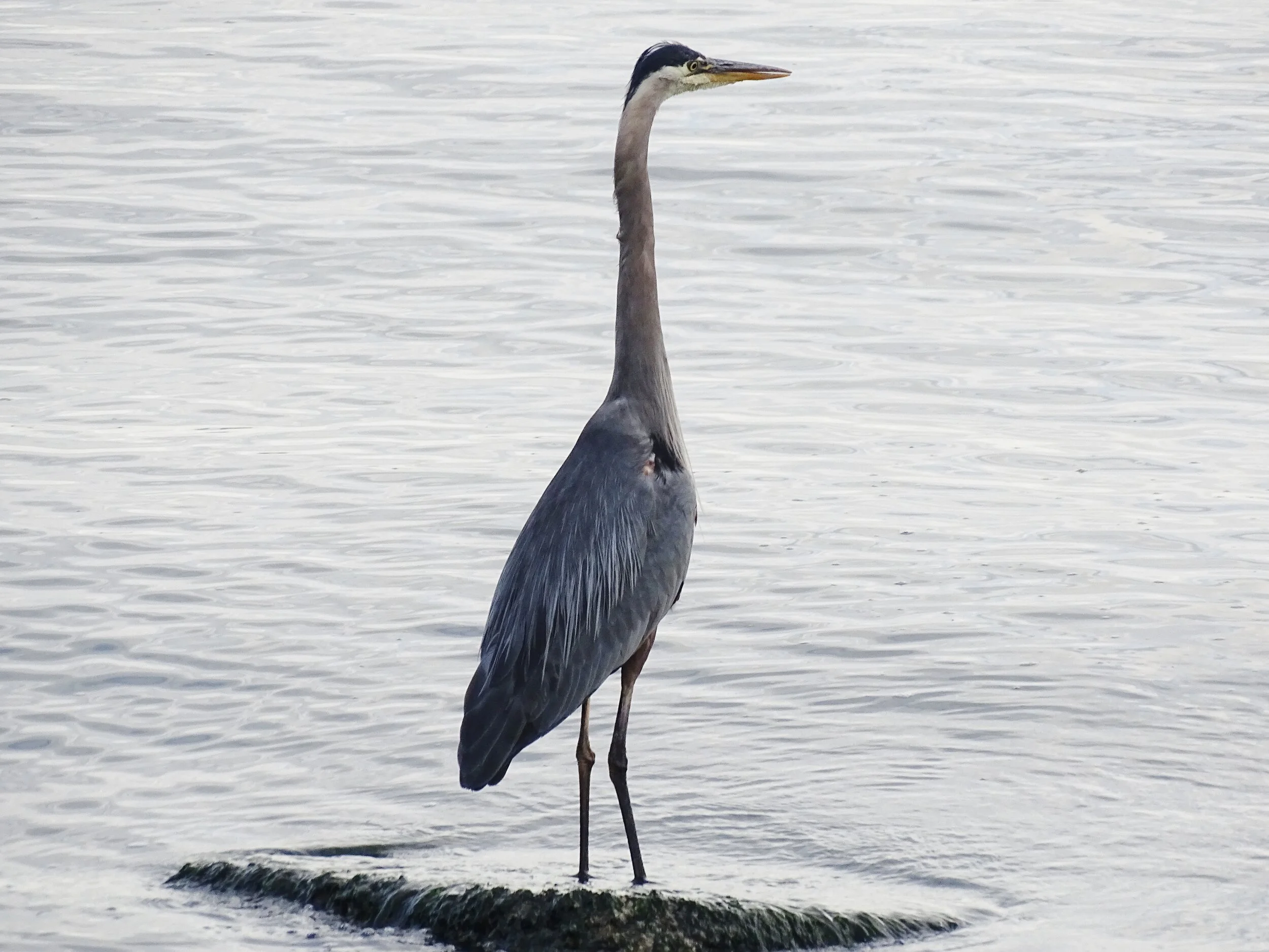 Great Blue Heron Aug..JPG