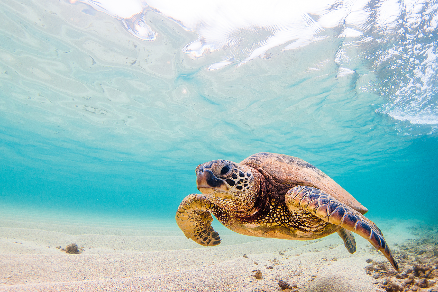 Sea Turtle Blog.png