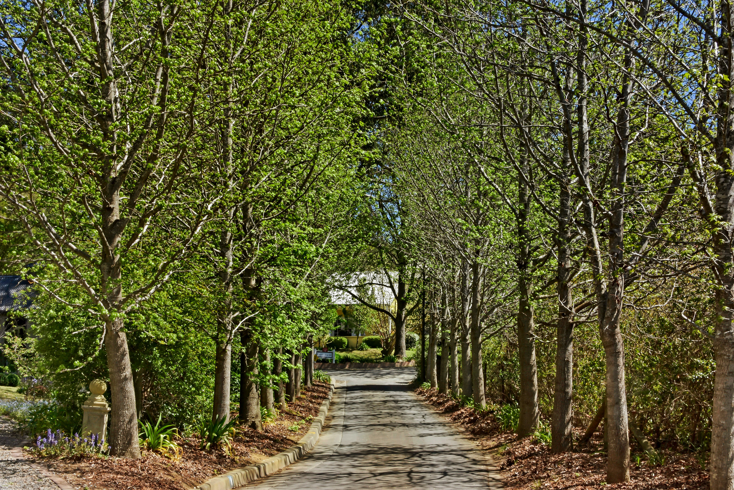 ARRIVE VIA OUR AVENUE OF TREES 