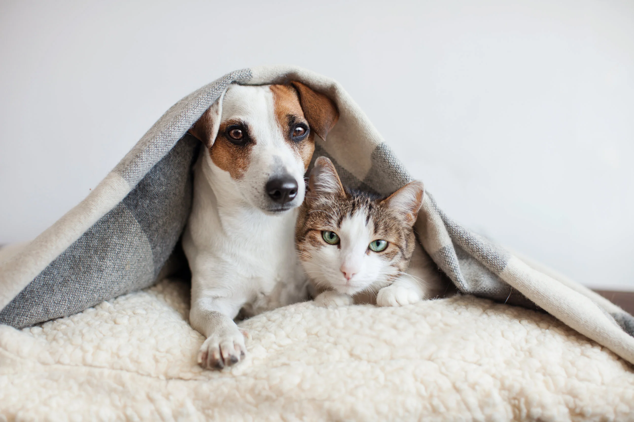 JackRussel and Cat .jpg