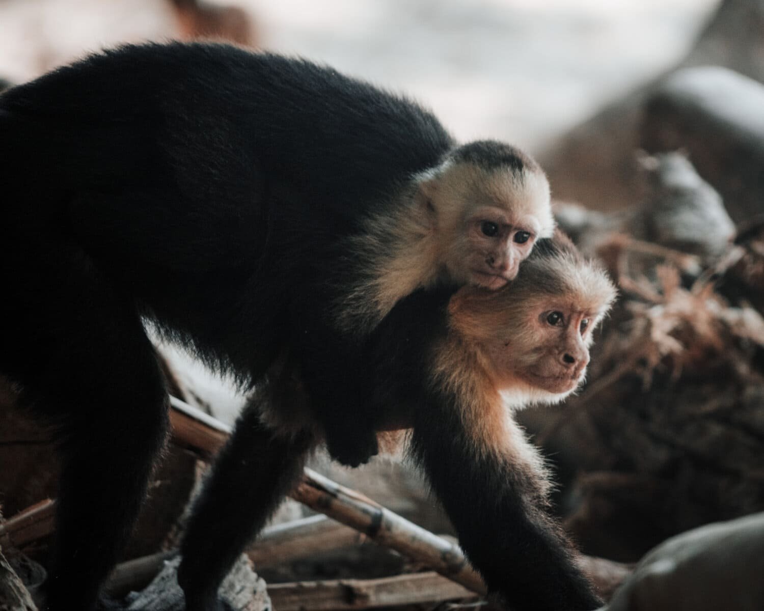 baby monkey riding on back of mother monkey.jpeg