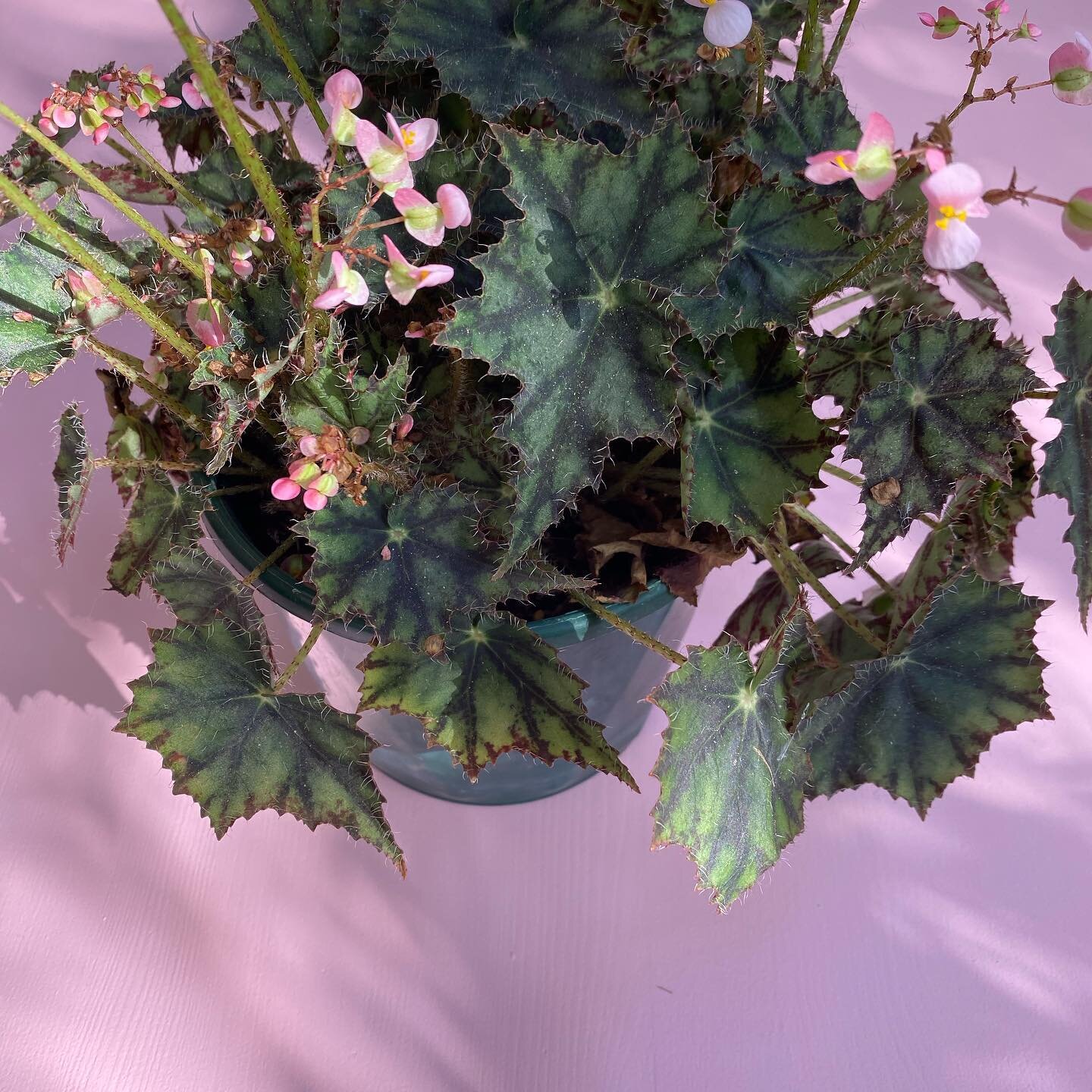 ...anyone else totally obsessed with begonias right now? 💕 this little tiger paw is one of my favs!
