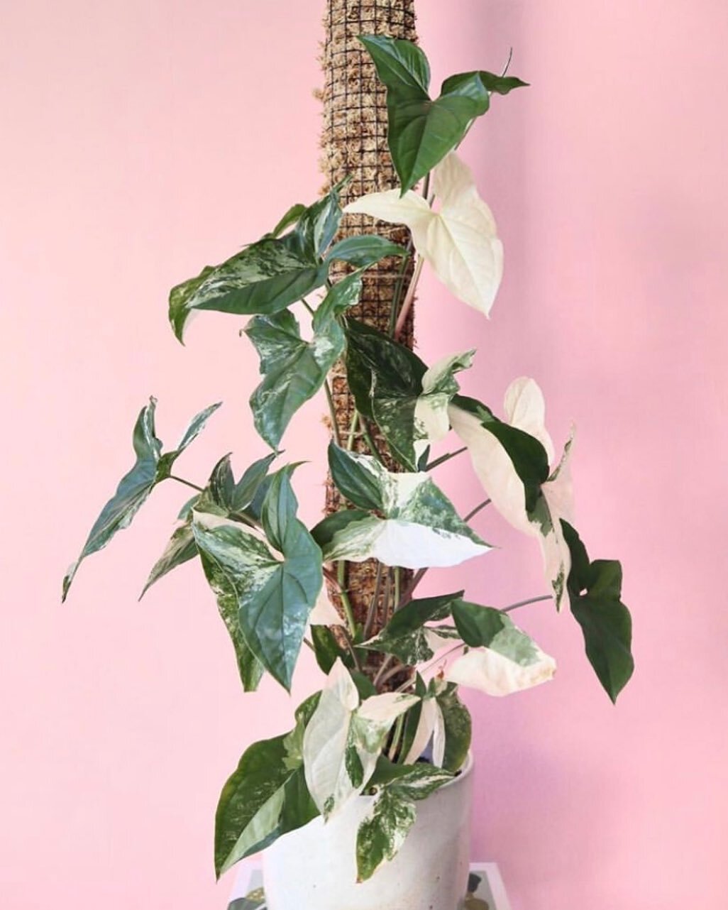 Which plant is on your wish list right now? 🌿 This stunnah is on mine! This particular syngonium fantasy belongs to @foliage_fixation 💗