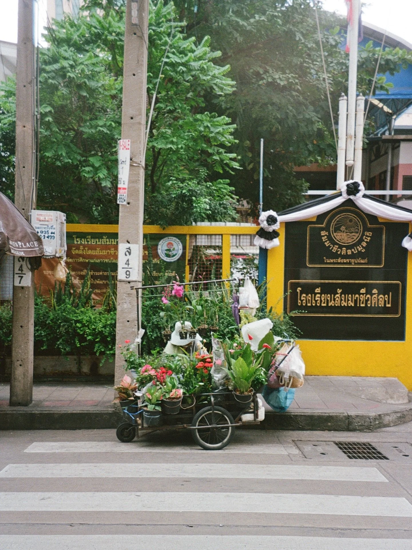We&rsquo;re busy collecting plants for our Xmas market in 2 weeks! Any special requests? 🎀

We have some baby variegated ficus triangularis, white princess philodendron and cebu blue pothos on our xmas wish list! 🌿

Pic of the cutest woman selling 