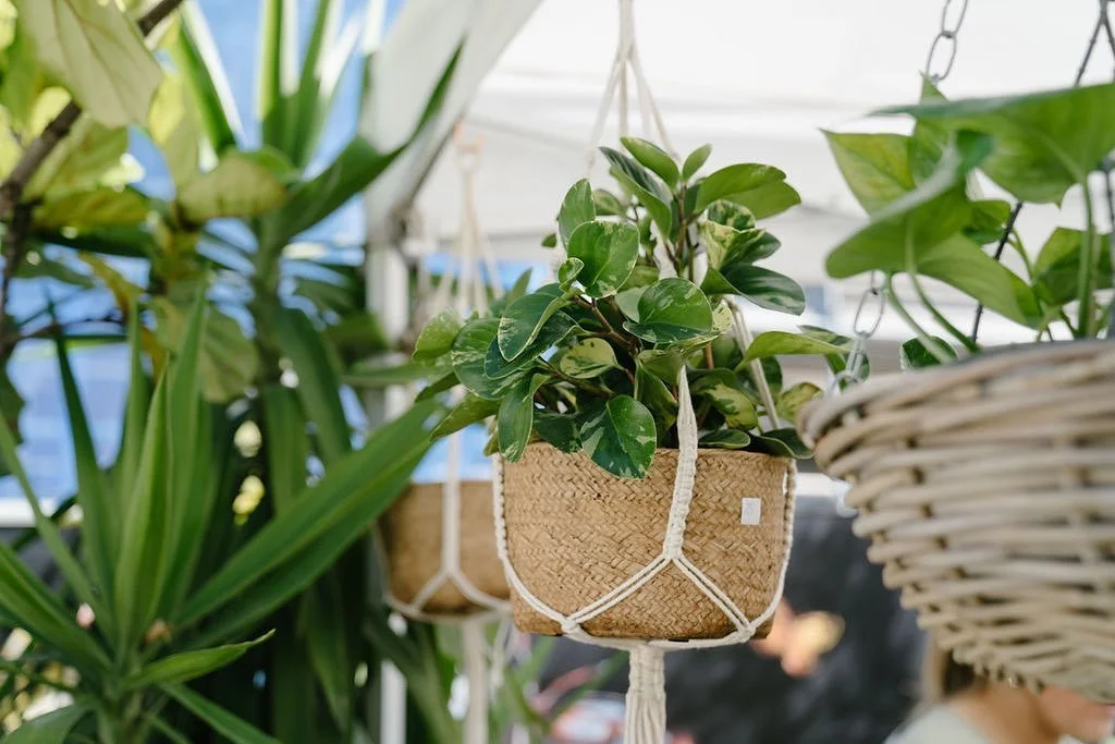 Hanging out for the next @the.plantmarket ?? 😉 Good news! It's only days away! Catch you all at @westvillage_brisbane this Sunday from 10am - 2pm 🍃