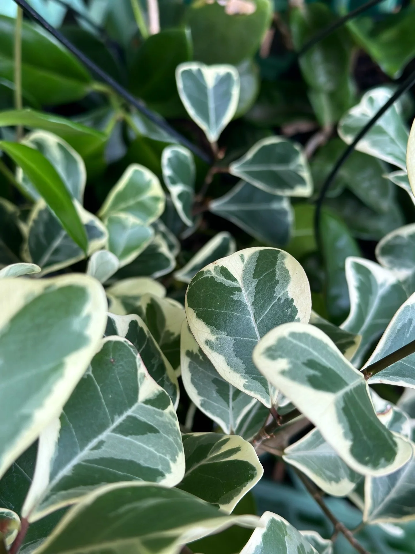 Prepping all of our plants for this Thursday at @midtown.centre 🪴

We have some super special plants that would make you the superior secret Santa of the office! 🎄

Or maybe just make the best Christmas gift to yourself 😜

See you Thursday 11 Dec 