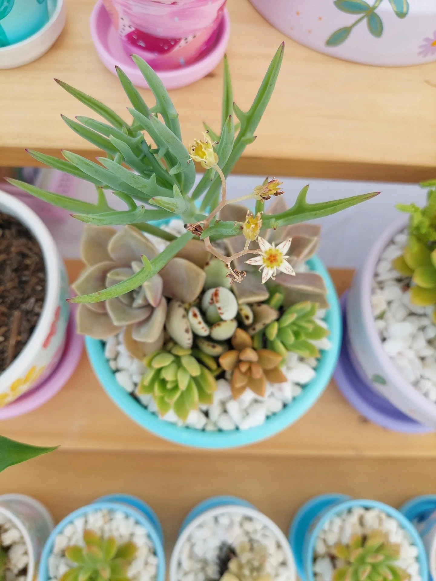 Long time pal of @the.plantmarket and creator of the cutest pots ever @ellesbalconygarden will be joining us at @midtown.centre next week! 🎀

Bringing their home grown succulents, prettiest painted pots and hand painted accessories for the best xmas