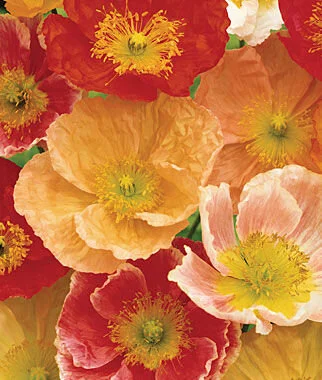 Poppys