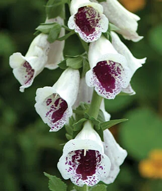 Foxglove