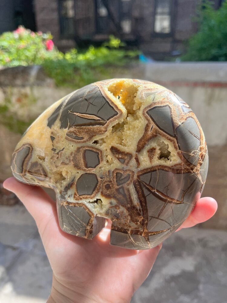 Septarian Bear.jpeg