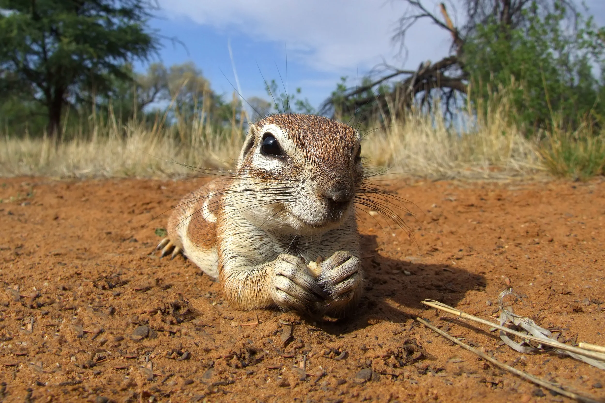 inquisitive-ground-squirrel-PZM7E36.jpg