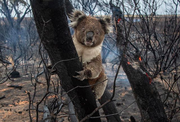 7 THINGS YOU CAN DO TO HELP THE AUSSIE BUSHFIRE CRISIS