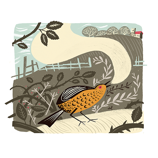 _0007_DARKLING-THRUSH-small.png