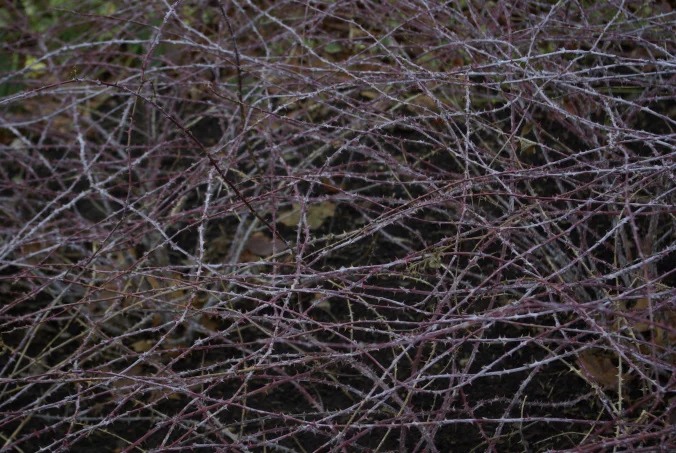 g101253.jpg