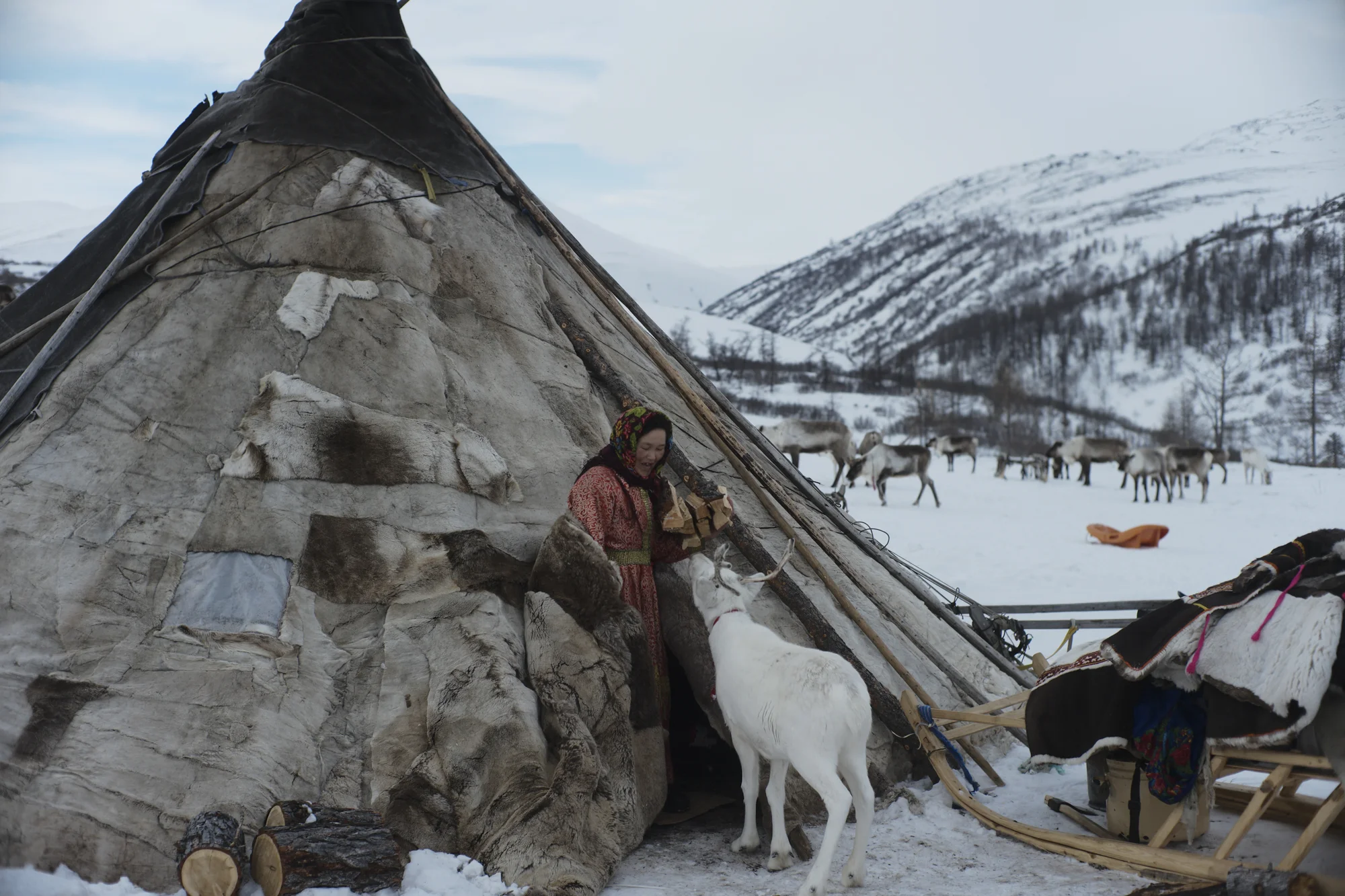 The Nenets reindeer herder, Svetlana, with her white pet reindeer outside the chum (tent). Photographed with Leica Q2, Siberia, 2019. © Rosalynn Tay.