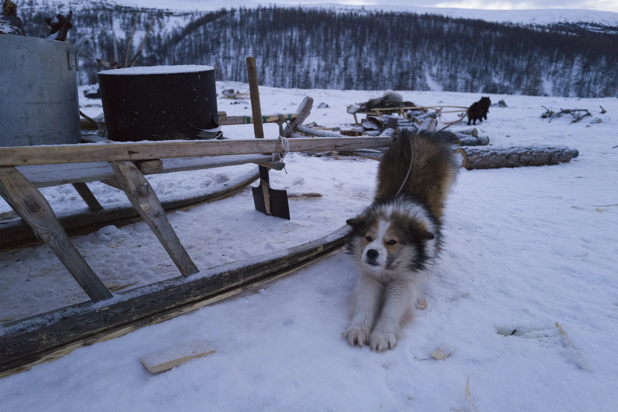 The reindeer herders go to bed early and get up early, so are their dogs. Photographed with Leica Q2, Siberia, 2019. © Rosalynn Tay.