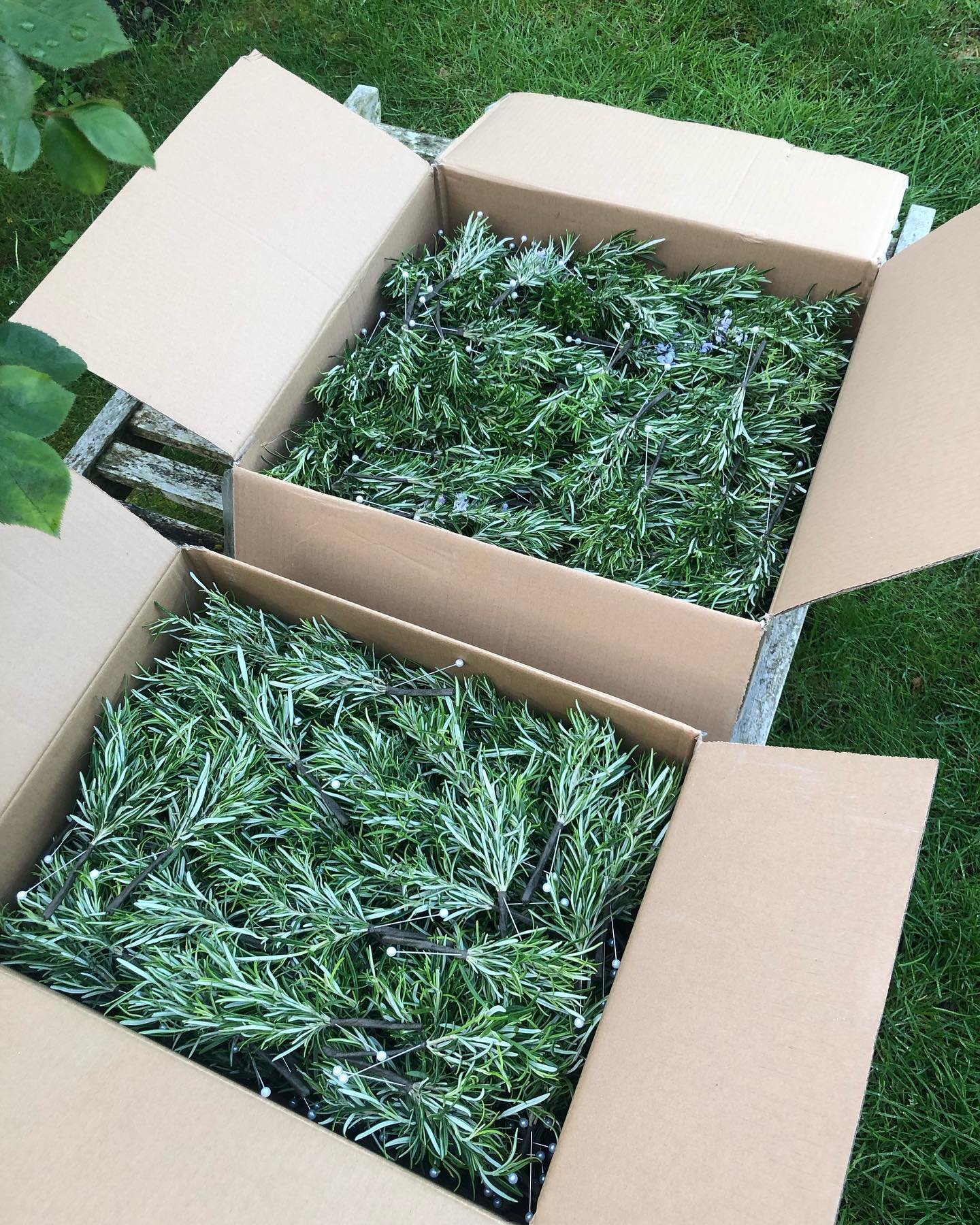 A whopping 450 x Rosemary Buttonholes created for the very prestigious Shakespeare&rsquo;s Birthday Luncheon held in the Theatre Gardens today, and what a beautiful day for all the celebrations! 
.
.
.
#jh_floraldesign #smalllocalbusiness #stratfordf