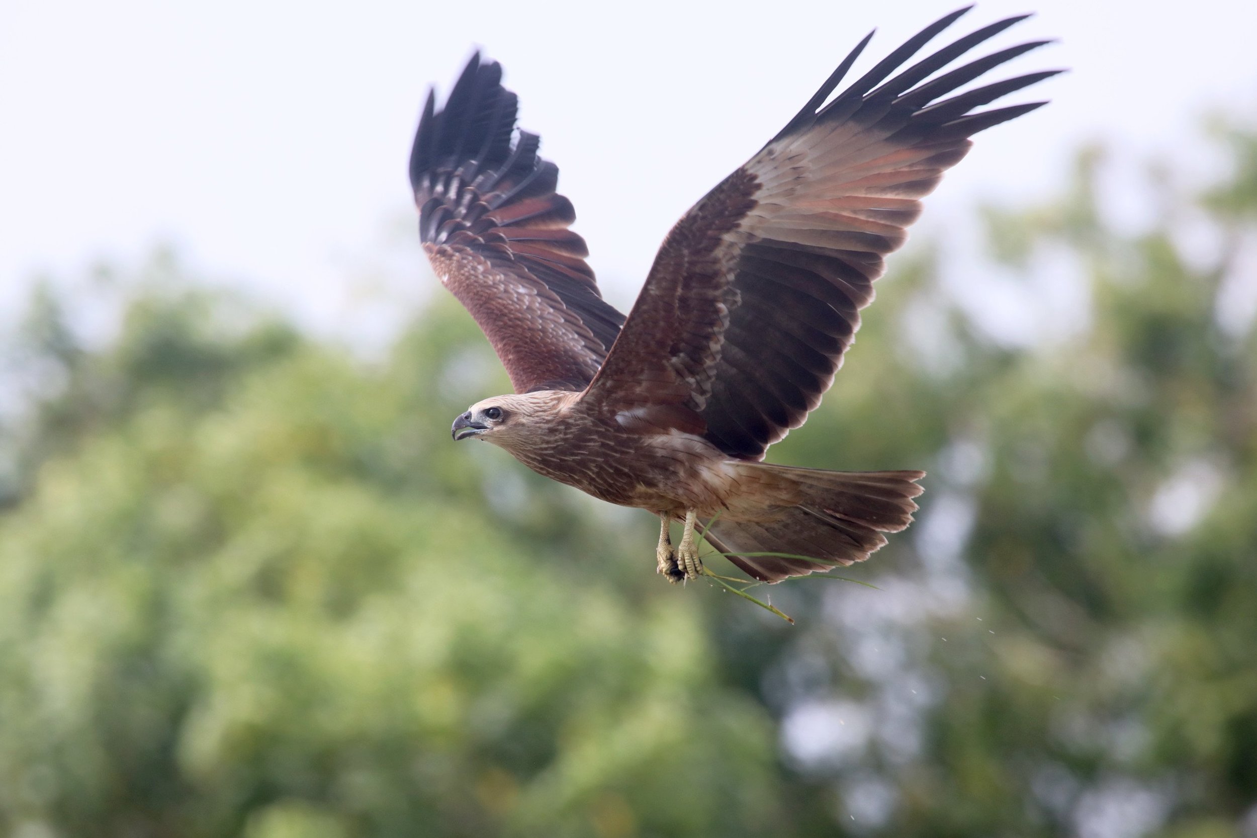 Juvenile Brahminy Kite / ಗರುಡ