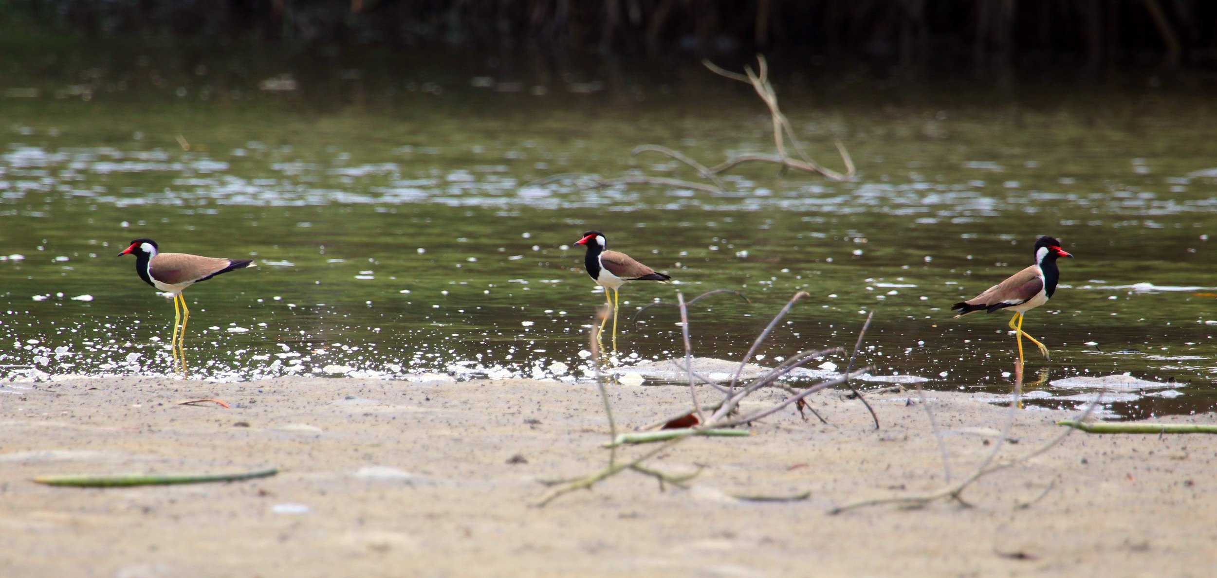 ಕೆಂಪು ಟಿಟ್ಟಿಭ Red-wattled lapwing