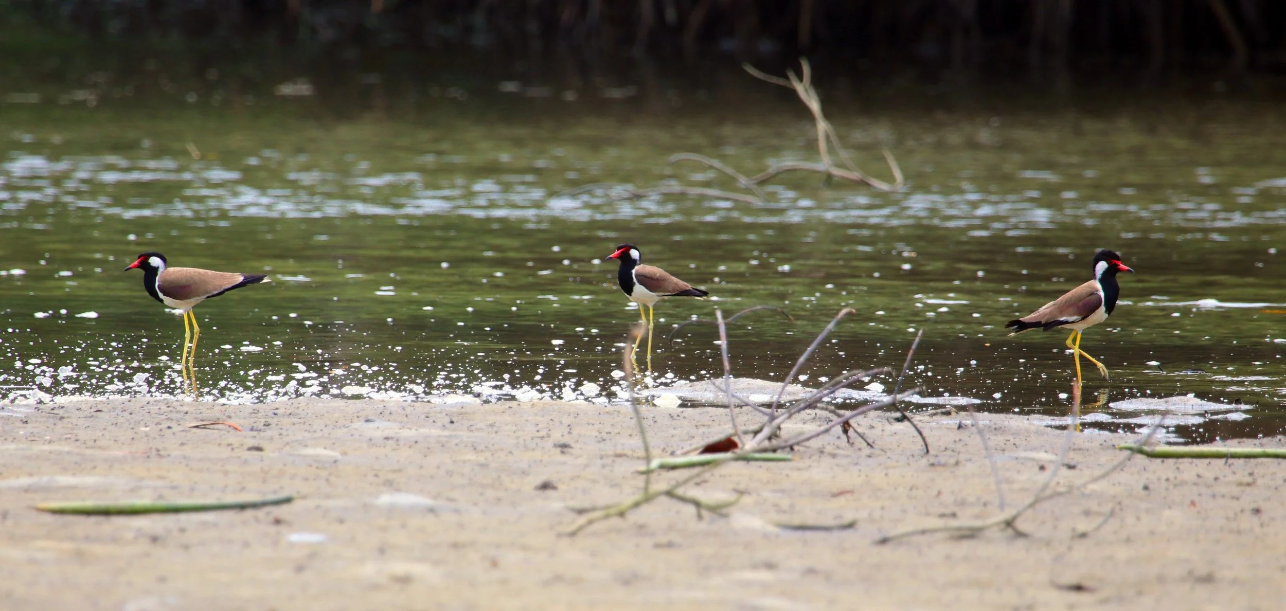 ಕೆಂಪು ಟಿಟ್ಟಿಭ Red-wattled lapwing