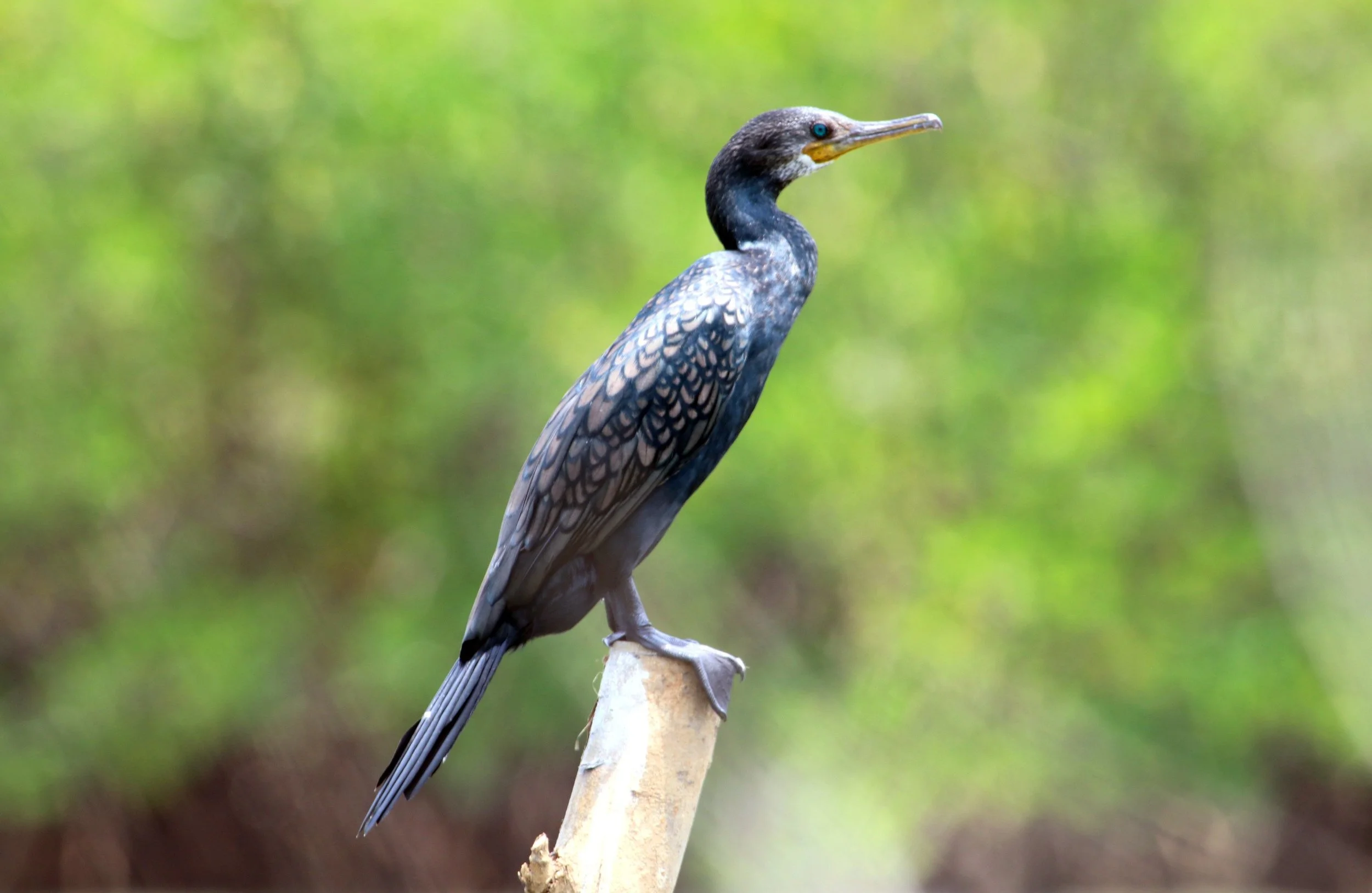 ನೀರು ಕಾಗೆ Indian cormorant