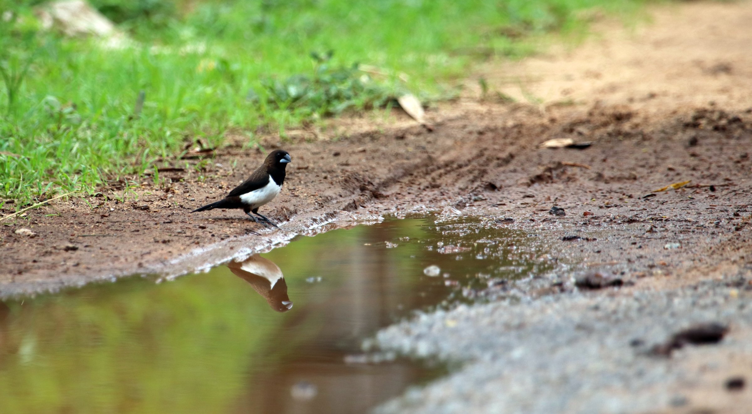 ಬಿಳಿಪೃಷ್ಠದ ರಾಟವಾಳ White-rumped munia