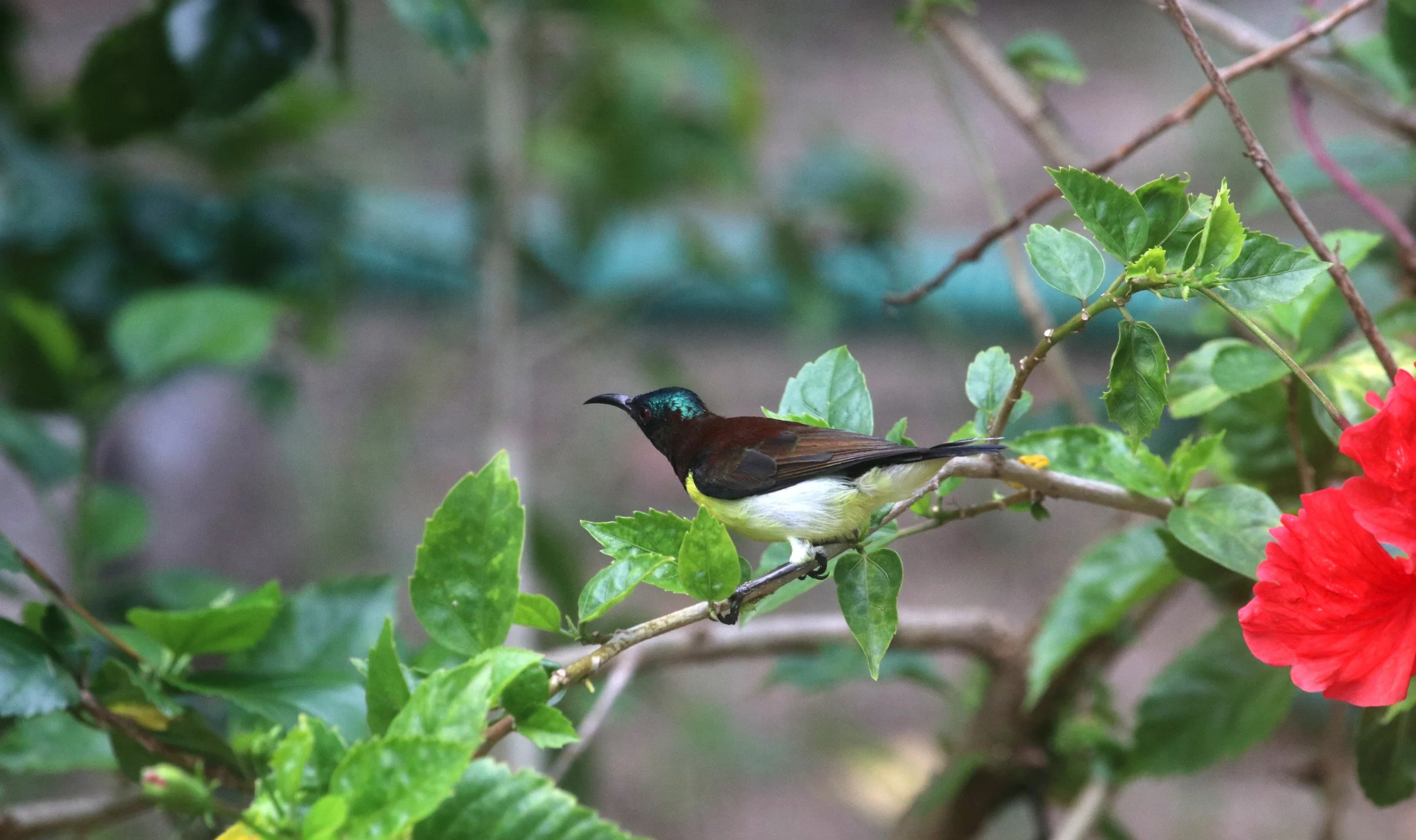 ಖಗರತ್ನ Purple-rumped sunbird